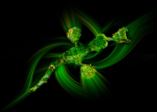 Halimeda ghost pipefish in swirling green light underwater Lembeh Strait