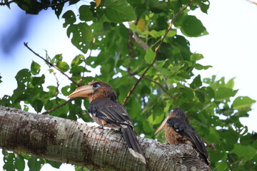 The Tickell's Brown Hornbill inhabits and forages in tropical forests within the Kaeng Krachan National Park, a World Heritage Site in Phetchaburi Province, Thailand. © Somsak