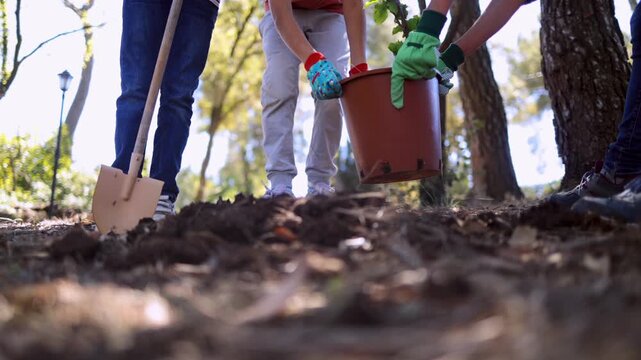 Young environmental volunteers planting a new tree in a park for reforestation, teamwork for conservation and a greener planet, fighting climate change and protecting nature