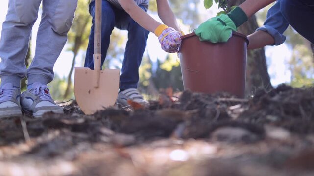 Family of volunteers planting new sapling in the forest, caring for nature and future generations by fighting against deforestation, representing environmental conservation