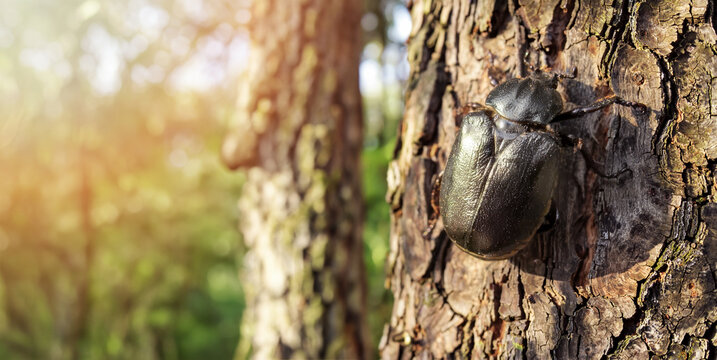 Hermit beetle on tree bark. Close up in natural forest. Endangered species, biodiversity. copy space