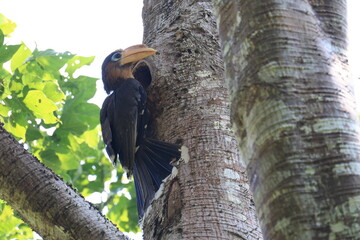 The Tickell's Brown Hornbill inhabits and forages in tropical forests within the Kaeng Krachan National Park, a World Heritage Site in Phetchaburi Province, Thailand. © Somsak