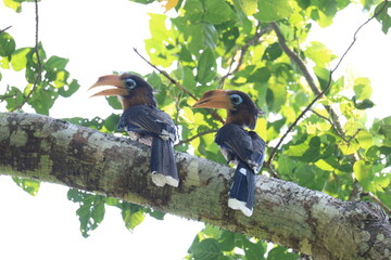 The Tickell's Brown Hornbill inhabits and forages in tropical forests within the Kaeng Krachan National Park, a World Heritage Site in Phetchaburi Province, Thailand. © Somsak