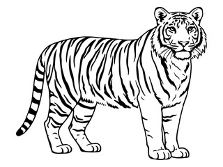 Obraz premium Hand drawn outline of tiger vector illustrations. Black and white picture of a tiger isolated on white background