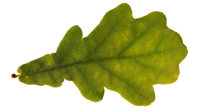 Single Green Oak Leaf with Stem and Lobes