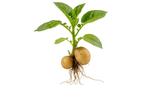 Sprouting Potato Tubers with Green Leaves and Root System