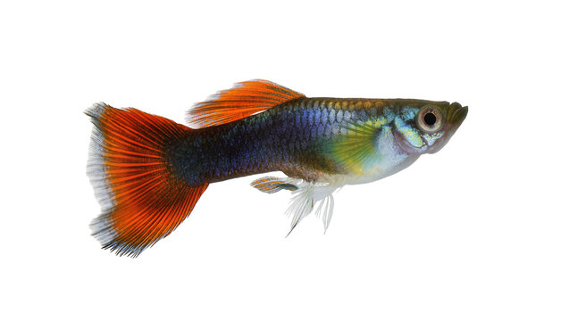 Vibrant male Guppy fish with orange and blue coloration