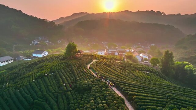 A Pathway through the Verdant Tea Plantation at Dawn