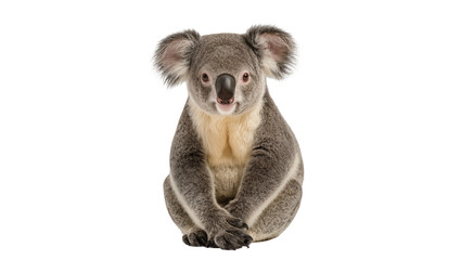 Fototapeta premium Gray fluffy Koala sitting with large ears and dark nose
