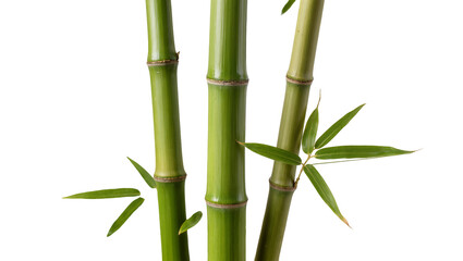 Fototapeta premium Vibrant Green Bamboo Stalks with Delicate Young Leaves