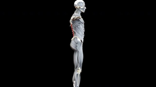 Human Muscular System Torso Muscles Spinalis Muscle Anatomy Animation Concept