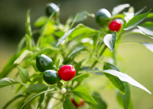 Spicy Italian Ciliegia Piccante cherry peppers. Vibrant red and green round chili fruits on a bush. Capsicum annuum plant, also called Satan's Kiss. Fresh, hot, and ideal for Mediterranean cooking