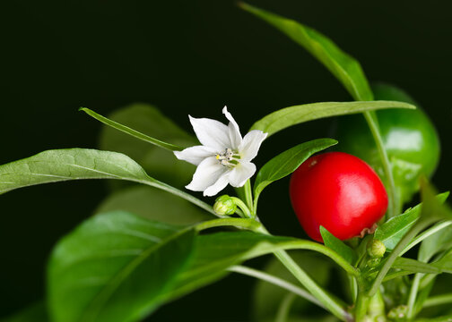 Italian Cherry Chili (Capsicum annuum) featuring a delicate white blossom and round red spicy pepper. Ciliegia Piccante plant with vibrant green leaves, ideal for gardening and cooking themes. 