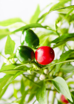 Ciliegia Piccante or  Satan's Kiss (Capsicum annuum) chili plant with vibrant red ripe and dark green unripe round peppers on a bush. Mediterranean variety for spice and gardening concepts. Copy space