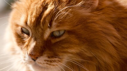 Portrait of a ginger long-haired cat outdoors. Close-up © rosinka79