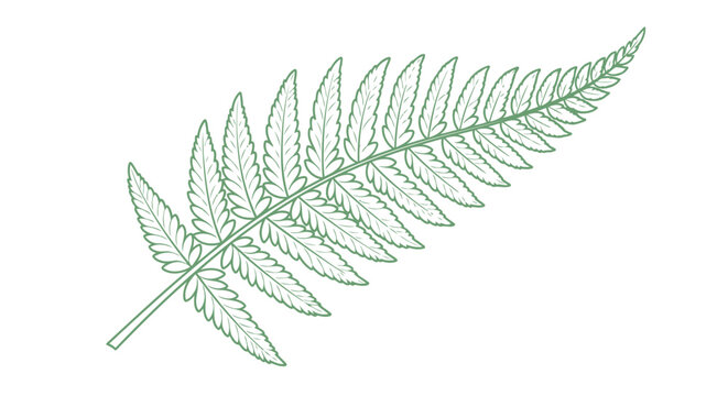 Green fern leaf illustration isolated on white background botanical nature