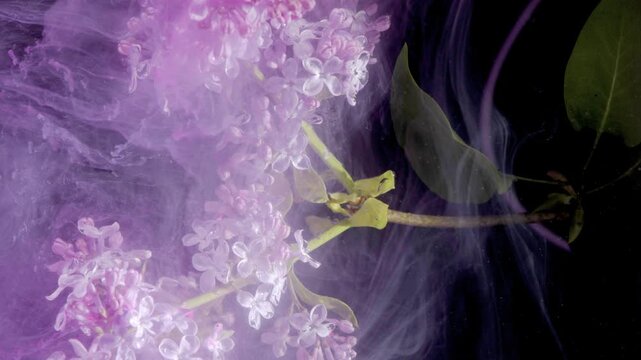 Lilac branch immersed in violet cloud, closeup petals and green leaves swaying with translucent ink ribbons across black backdrop sensory cosmetic