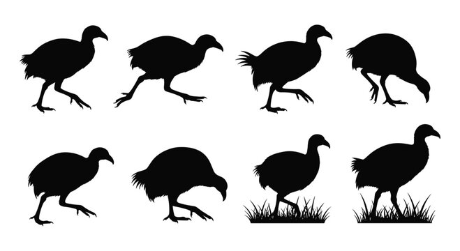 Black Weka Takahe Flightless Bird Silhouette Set Vector Illustration Collection Isolated on White Background