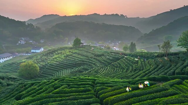 A Serene Tea Plantation at Sunrise