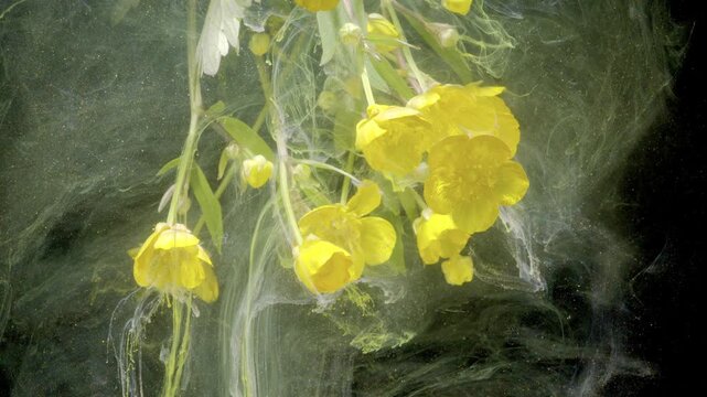 Hanging yellow primrose immersed in green ink, contemplative artist captures meditative flow, soft petals drift through translucent liquid with serene