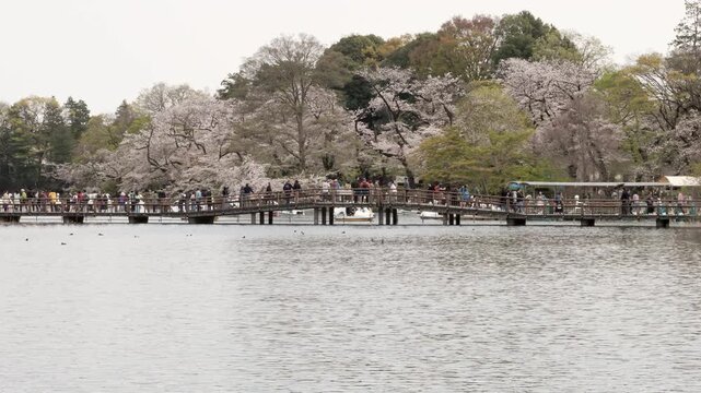 Spring in Tokyo : Pedestrian Bridge Spanning a Water-Filled Rippling Pond Is Crowded With People Enjoying the Cherry Blossoms and Fresh Greenery  |  Inokashira Park, Kichijoji, Tokyo, Japan