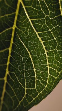 Macro closeup leaf vein network revealing intricate venation pattern, backlit green surface showing chlorophyll texture and cellular structure, highresolution botanical detail for science, design,