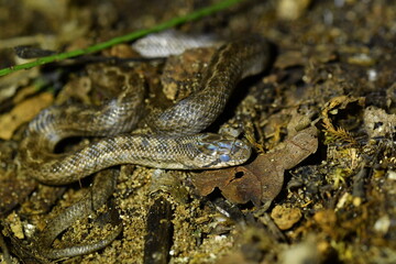 Fototapeta premium Wild Girondian smooth snake, Coronella girondica, coiled on the ground in its natural habitat