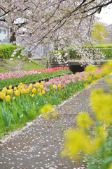 Fototapeta premium 日本の神奈川県横浜市の江川せせらぎ緑道の桜とチューリップ