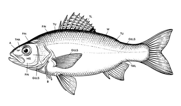 River Blackfish anatomical line drawing vintage scientific illustration isolated on white background freshwater fish diagram style