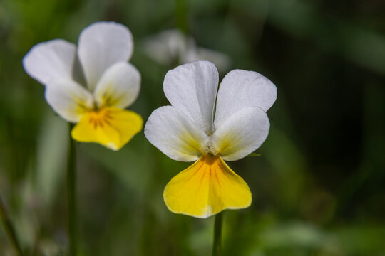 Blossoms of sweet violet with yellow center in woodland habitat surrounded by lush greenery in springtime