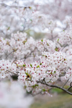 桜