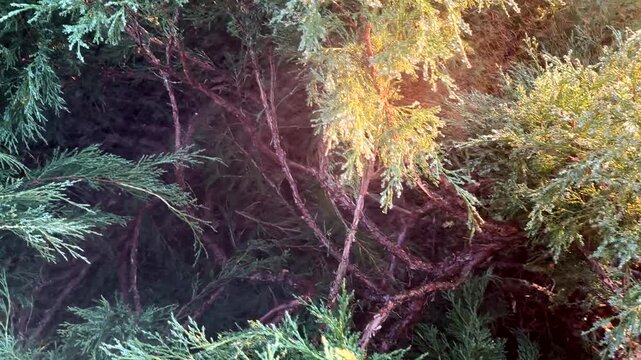 Watering juniper tree in the garden. Сonifer tree Watering on sunset. Drops on Green branch of juniper tree. Drops on Juniper bush during spray. Watering the Spruce ornamental trees on sunrise.