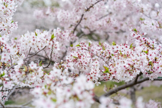 桜