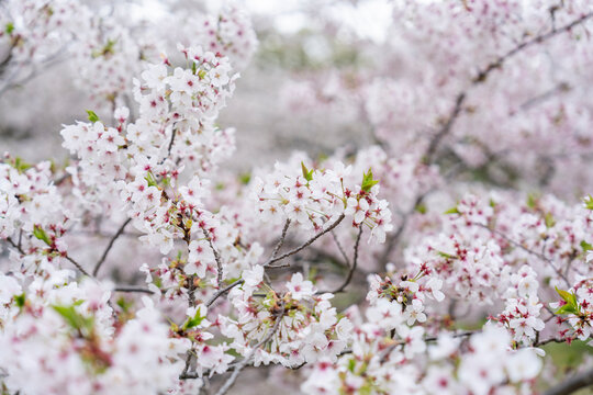 桜