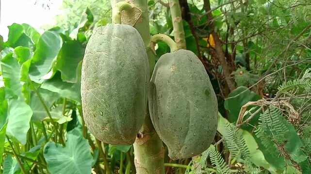 Green Papaya in Tropical Garden: A close-up view captures two verdant papayas hanging from a tree branch, surrounded by lush green foliage.