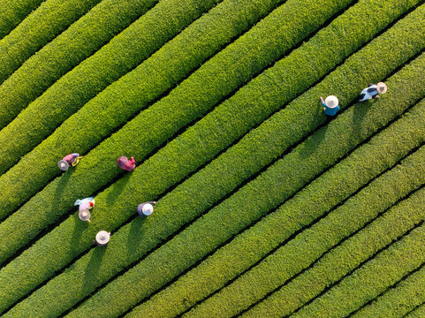 Aerial view of tea garden with workers harvesting tea leaves in traditional rural setting