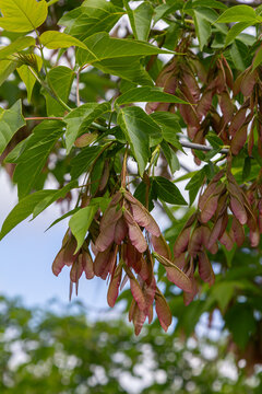 Fast-growing Box Elder tree with reddish samaras hanging from lush green leaves against a clear sky in late spring