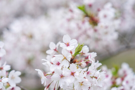 桜