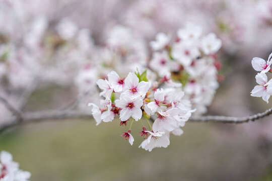桜
