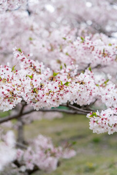桜