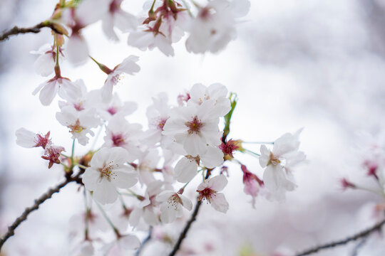 桜