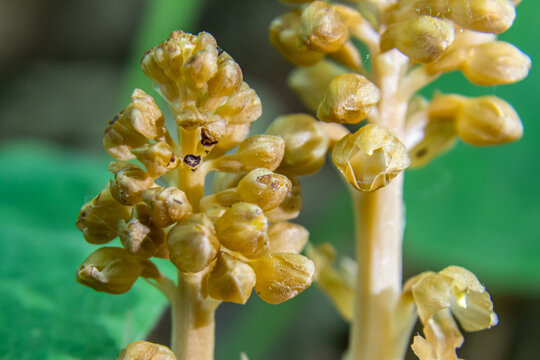 Neottia nidus-avis blooming in shaded woodlands showcasing unique non-photosynthetic qualities and distinct brownish-yellow features