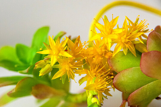 Yellow flowers grow on a succulent in a garden