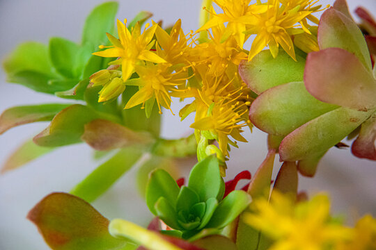 Succulents with bright yellow blooms