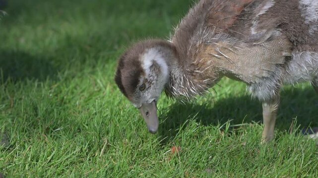 Egyptian Goose (Alopochen aegyptiaca) gosling with the downy feathers being replaced by adult plumage, wet after swimming, eating grass.  April, Kent, UK [Half speed]