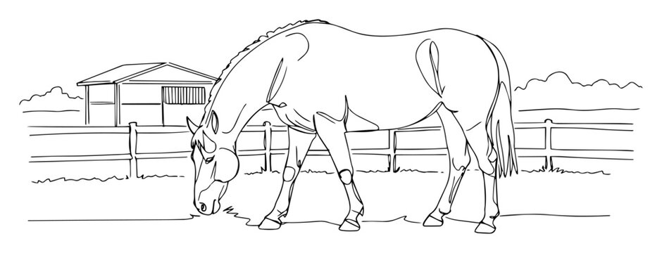 grazing horse in fenced pasture vector