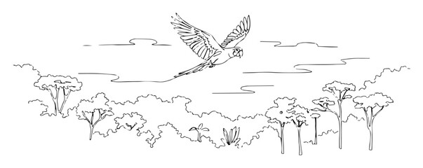 macaw parrot flying over jungle canopy line art vector drawing © Wieslaw