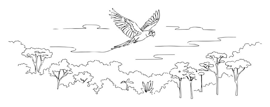 macaw parrot flying over jungle canopy line art vector drawing