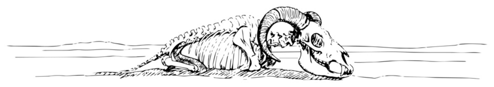 bighorn ram resting on ground desert scene monoline outline vector