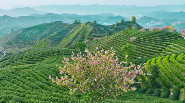 A Serene Landscape of Tea Terraces and Blossoming Trees
